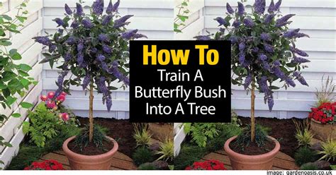 How To Train A Butterfly Bush Tree