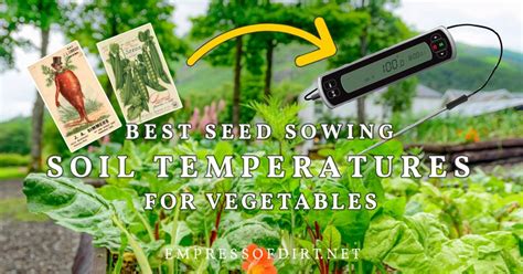 Best Soil Temperatures For Sowing Vegetable Seeds