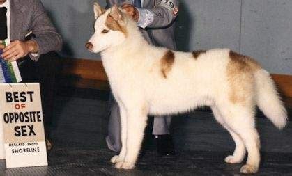 Colors of the Siberian Husky - Piebald or Pinto Siberian Huskies