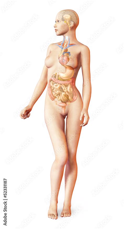 Female Naked Body With Full Endocrine System Superimposed Anat