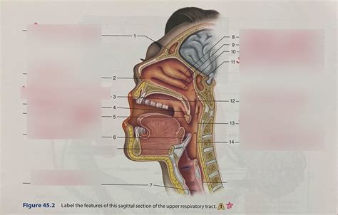 Lab Diagram 45 2 A P 2 Sagittal Section Of Upper Respiratory Tract