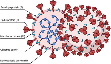 Frontiers Sars Cov 2 And The Host Cell A Tale Of Interactions