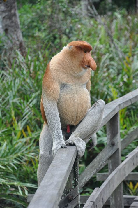 3 Face Off With The Big Nose Monkey Sandakan Tourism Association