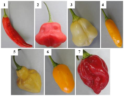 Cultivars of Capsicum baccatum L.: 1 -Escabeche, 2 -Bishops Crown Red ...