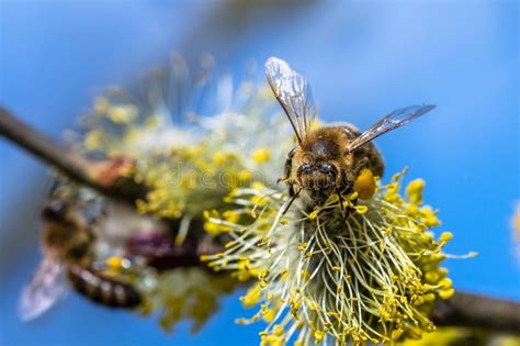 El Mellifera De Los Apis De La Abeja De La Miel Que Poliniza La Flor