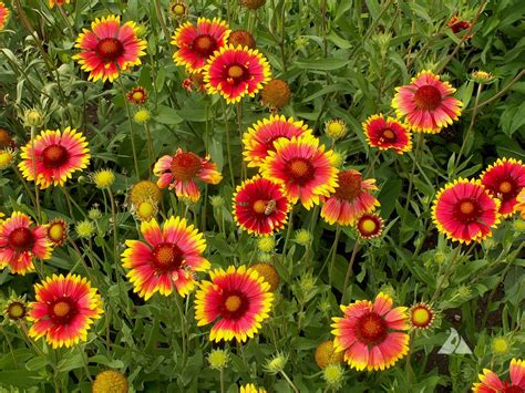 Blanketflower Gaillardia Aristata Applewood Seed Company