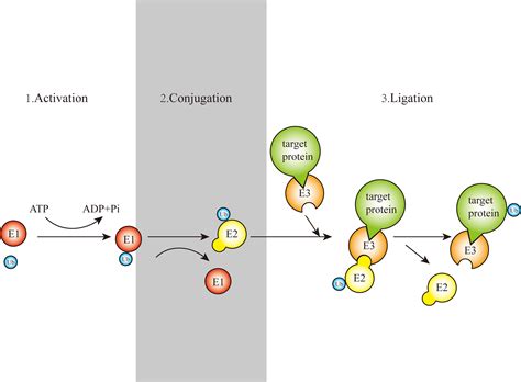 Frontiers Cellular Functions And Molecular Mechanisms Of