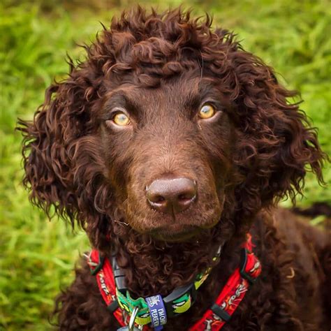 irish water spaniel pups  sale