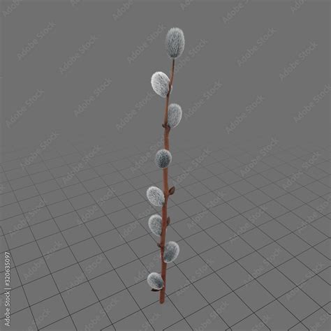 Pussy Willow Stock 3D Asset Adobe Stock