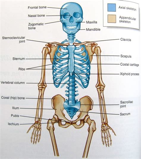 Axial Skeleton From Neumann Ch 9 Diagram Quizlet