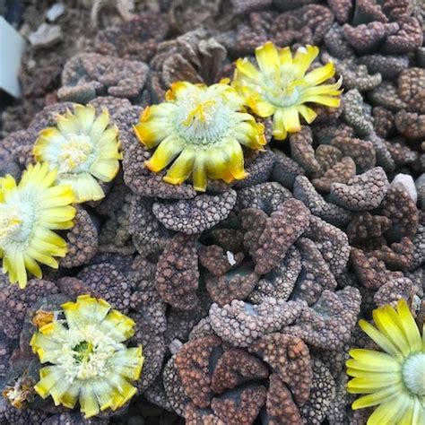 Titanopsis Calcarea Mesa Garden