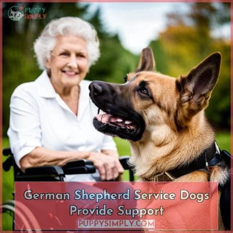 German Shepherds As Service Dogs Temperament Tasks And Training Tips