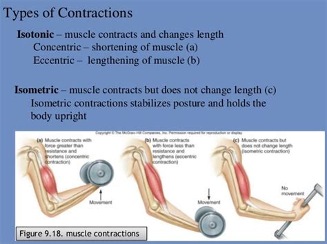 Section 5 Chapter 9 Types Of Muscle Contractions