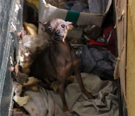 Fotos Mais De Animais S O Encontrados Em Casa Cheia De Fezes No