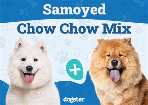 Samoyed Chow Chow Mix Info Pictures Care And More Dogster