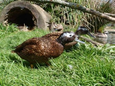 Members Photos British Waterfowl Association