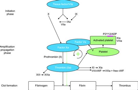 Schematic Overview Of The Coagulation Cascade Notes The Coagulation