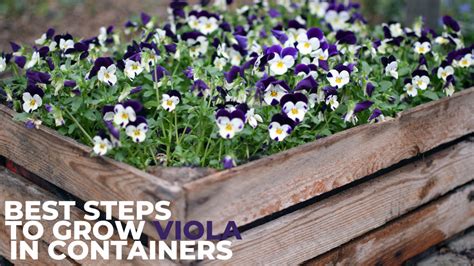 Best Steps To Grow Viola In Containers Updated In 2024