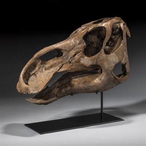 THE SKULL OF A DUCK-BILLED DINOSAUR, MONTANA, USA | Christie’s