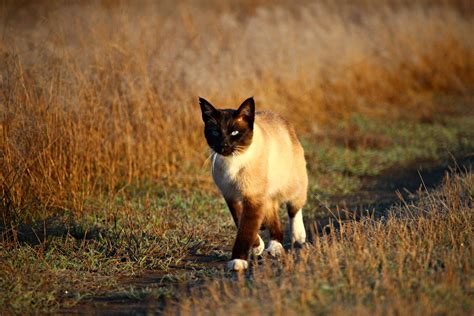 Free picture: siamese cat, domestic cat, animal, road, outdoor, summer