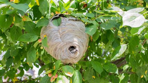 How To Get Rid Of Hornets Nest A Complete Guide Pest Samurai