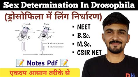 Sex Determination In Drosophila Genic Balance System By Dadhich