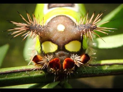 Saddleback caterpillar - Alchetron, The Free Social Encyclopedia