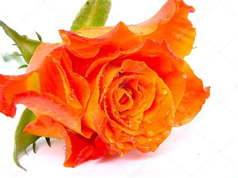 Bouquet from orange roses. — Stock Photo © saras66 #2468754