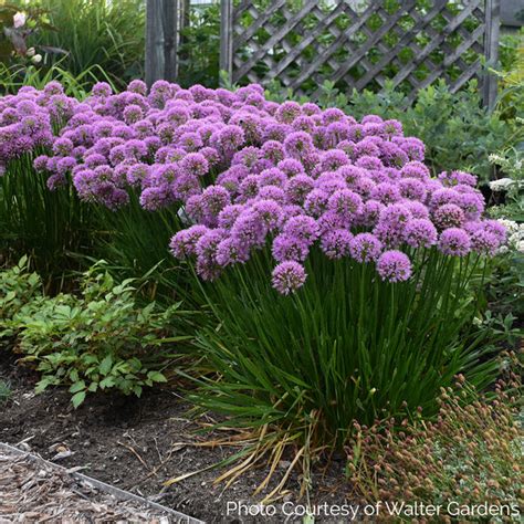 Allium - Millenium | New Blooms Nursery