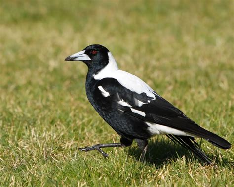 Australian Magpie Facts For Kids