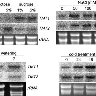 Rna Gel Blot Analysis Of Tmt And Tmt Mrna Accumulation In Response To