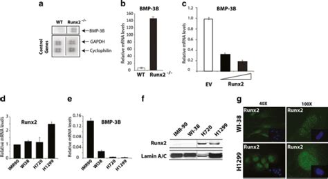 Runx2 Deficient Mice Have Higher Levels Of Bmp 3b A Total Rna From