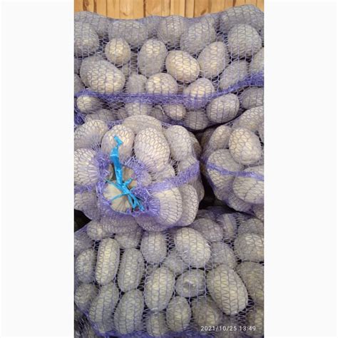 Продам крупный картофель, купить крупный картофель, Черниговская обл ...