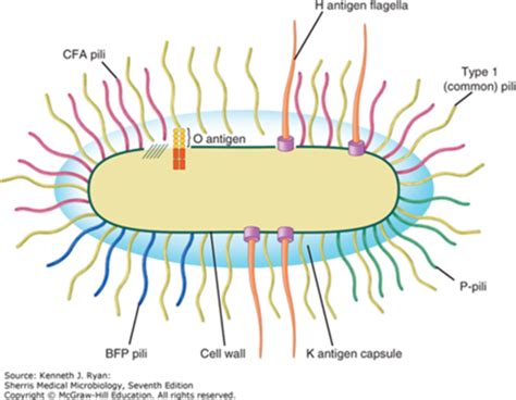 Lecture 7 1 Gram Neg Enterics Enterobacteriaceae E Coli Shigella