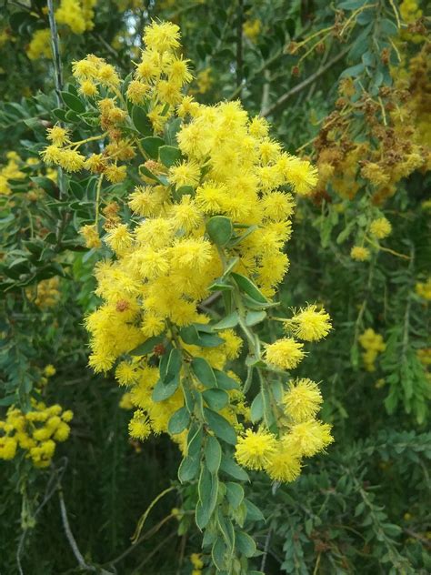 Acacia Vestita In 50mm Forestry Tube Trigg Plants