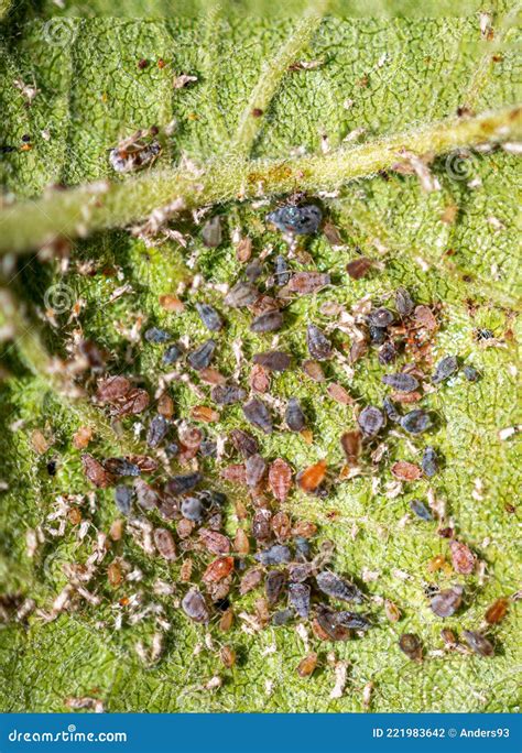 Aphids Feeding on the Underneath of an Apple Tree Leaf Stock Photo ...