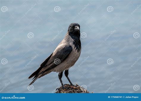 Hooded Crow Corvus Cornix Wildlife in Natural Habitat Stock Image ...