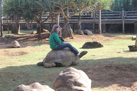 Riding The Turtle 140902303 Jimcnb Flickr