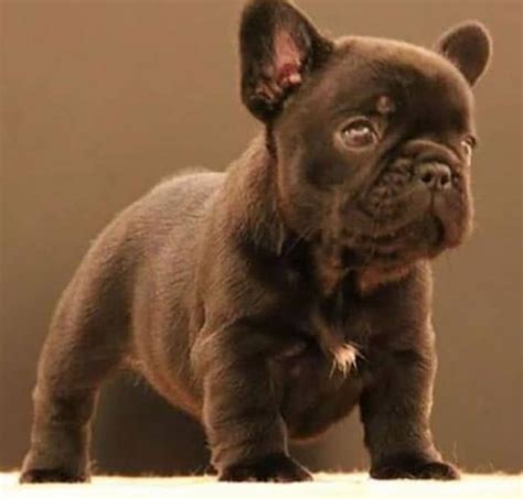 What Are The Different Breeds Of French Bulldogs