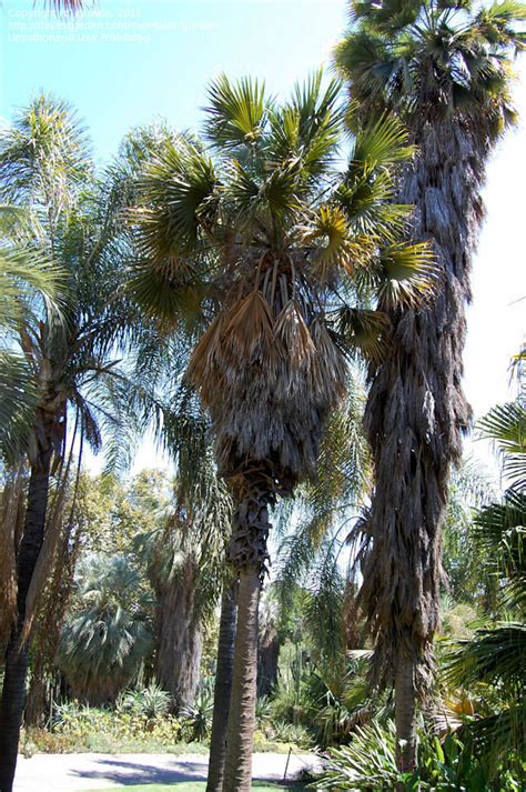 Plantfiles Pictures Sabal Species Mexican Palm Rio Grande Palmetto