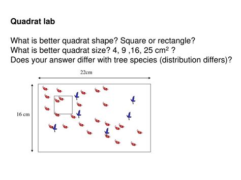 PPT - Quadrat sampling Quadrat shape Quadrat size Lab PowerPoint ...