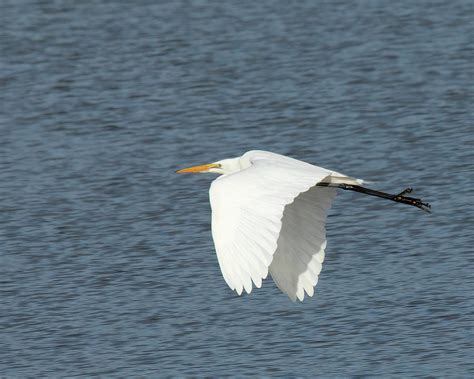 White Egret Flying Photograph by Rebecca Cozart - Fine Art America