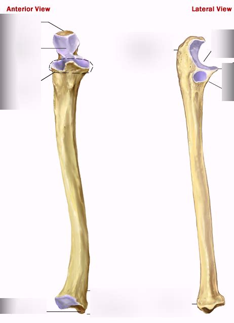 Ulna Diagram Quizlet