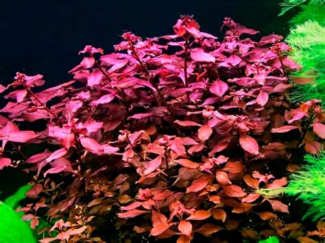 Buy 2 Get 1 Free Ludwigia Super Red Mini — Florida Aquascaping