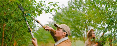 10 Best Practices For Professional Tree Pruning And Trimming 1800treeguy