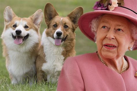 Did Queen Elizabeth Breed Corgis