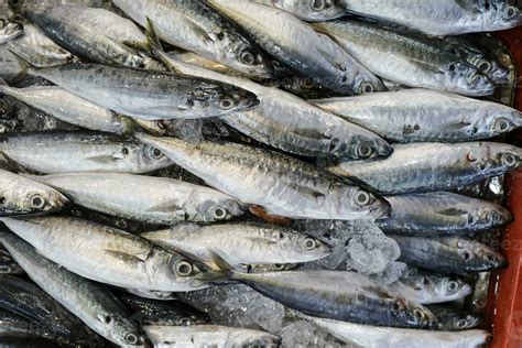 Fresh Sardine Fish At Weekly Street Market 24344519 Stock Photo At Vecteezy