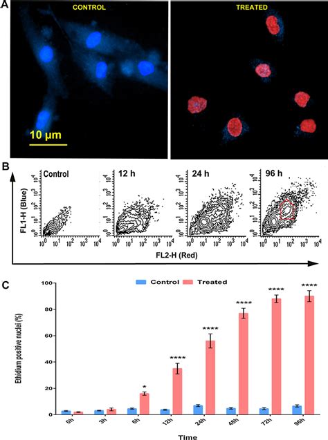 A Representative Immunofluorescence Microphotographs ×200 Of Gc 1