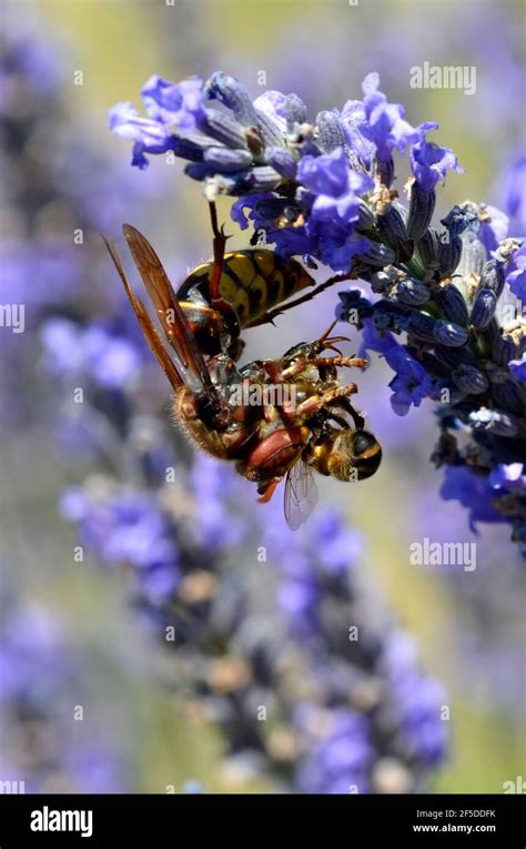 Macro Of European Hornet Vespa Crabro Eating A Honey Bee On Lavender