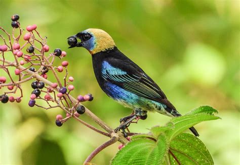 2+ Free Golden-Hooded Tanager & Tanager Images - Pixabay